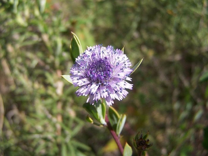 Globularia alypum